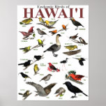 Oiseaux endémiques de Hawai'i Affiches