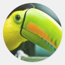 Oiseaux frais adhésifs ronds