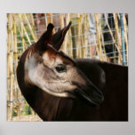 Okapi Plakatdrucke