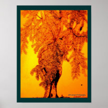 OKEECHOBEE EICHE PLAKATDRUCKE