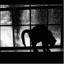 Oktober duscht Katzen-Silhouette am Fenster 2 B&W Foto Figur