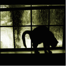 Oktober duscht Katzen-Silhouette am Fenster-Gelb Photoausschnitte