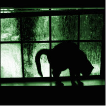 Oktober duscht Katzen-Silhouette dem Grün an des F Foto Skulpturen