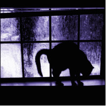 Oktober duscht Katzen-Silhouette dem Indigo an des Photoskulpturen