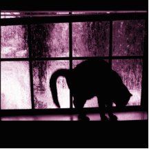 Oktober duscht Katzen-Silhouette dem Rosa an des F Photoskulptur