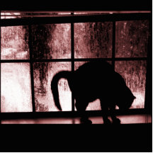 Oktober duscht Katzen-Silhouette dem Rot an des Fe Foto Ausschnitte
