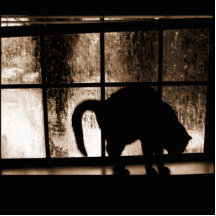 Oktober duscht Katzen-Silhouette der Orange an des Ausschnitte