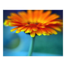 Orange Blume Individuelle Einladungen