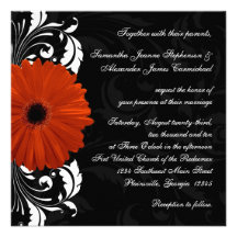 Orange Gerbera-Gänseblümchen mit Schwarzweiss-Roll Ankündigungskarten