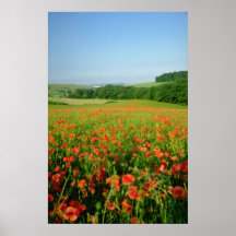 Orange landwirtschaftliches Mohnblumenfeld, Falmer Plakat