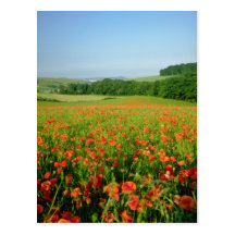 Orange landwirtschaftliches Mohnblumenfeld, Falmer Postkarte