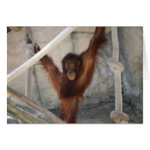 Orangutang Jugendlich-Karte