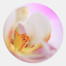 Orchidée Adhésifs