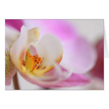 Orchidée Carte De Vœux
