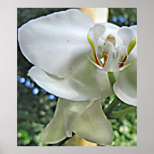 Orchidee Plakate
