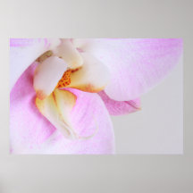 Orchidée Posters