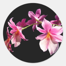 Orchidée rose adhésif