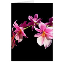 Orchidée rose carte de vœux