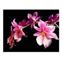 Orchidée rose cartes postales