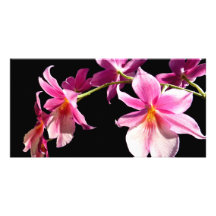 Orchidée rose modèle pour photocarte