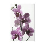 Orchideen-Leinwand-Druck Leinwanddruck