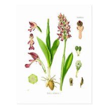 Orchis militaris (Militärorchidee) Postkarte
