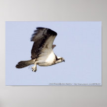 Osprey-Studie Posterdruck