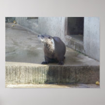 Otter, der für Kamera lächelt Plakate