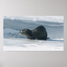Otter-Meditation Plakatdrucke