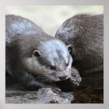 Otter-Paar-Plakat