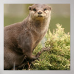 Otter-Plakat