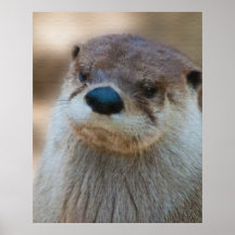 Otter Plakatdruck