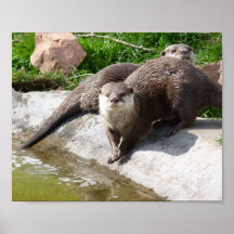 Otter Posterdrucke