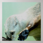 Otter-Schwimmen-Plakat
