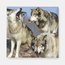 Oui, les loups se réveillent juste ! aimant