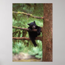 ours noir, Ursus américanus, petit animal dans un  Poster