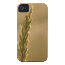 PA-Weizen iPhone 4 Case-Mate Hüllen