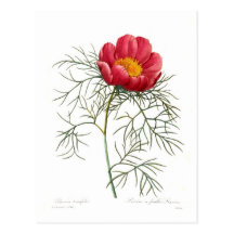 Paeonia tenuifolia postkarten