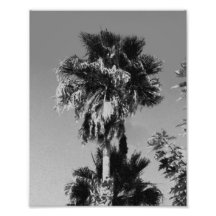 Palmier gris art photographique
