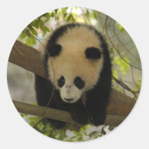 Panda-Bärn-Aufkleber