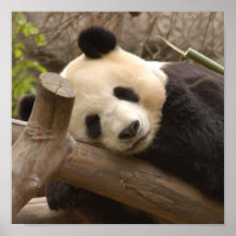 Panda-Bärn-u. Baby-Panda-Plakat