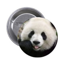 Pandas Badge Avec Épingle