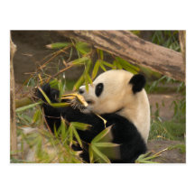 PandaSD008 Cartes Postales