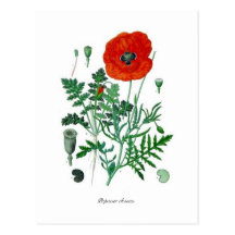 Papaver rhoeas postkarte