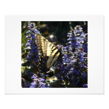 Papillon Art Photographique