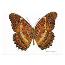 Papillon avec la diffusion d'ailes cartes postales