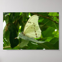 Papillon blanc affiches