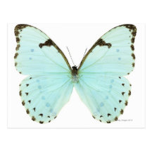 Papillon blanc carte postale