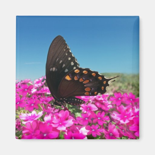 Papillon de machaon de Spicebush Magnets Pour Réfrigérateur