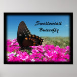 Papillon de machaon de Spicebush Posters